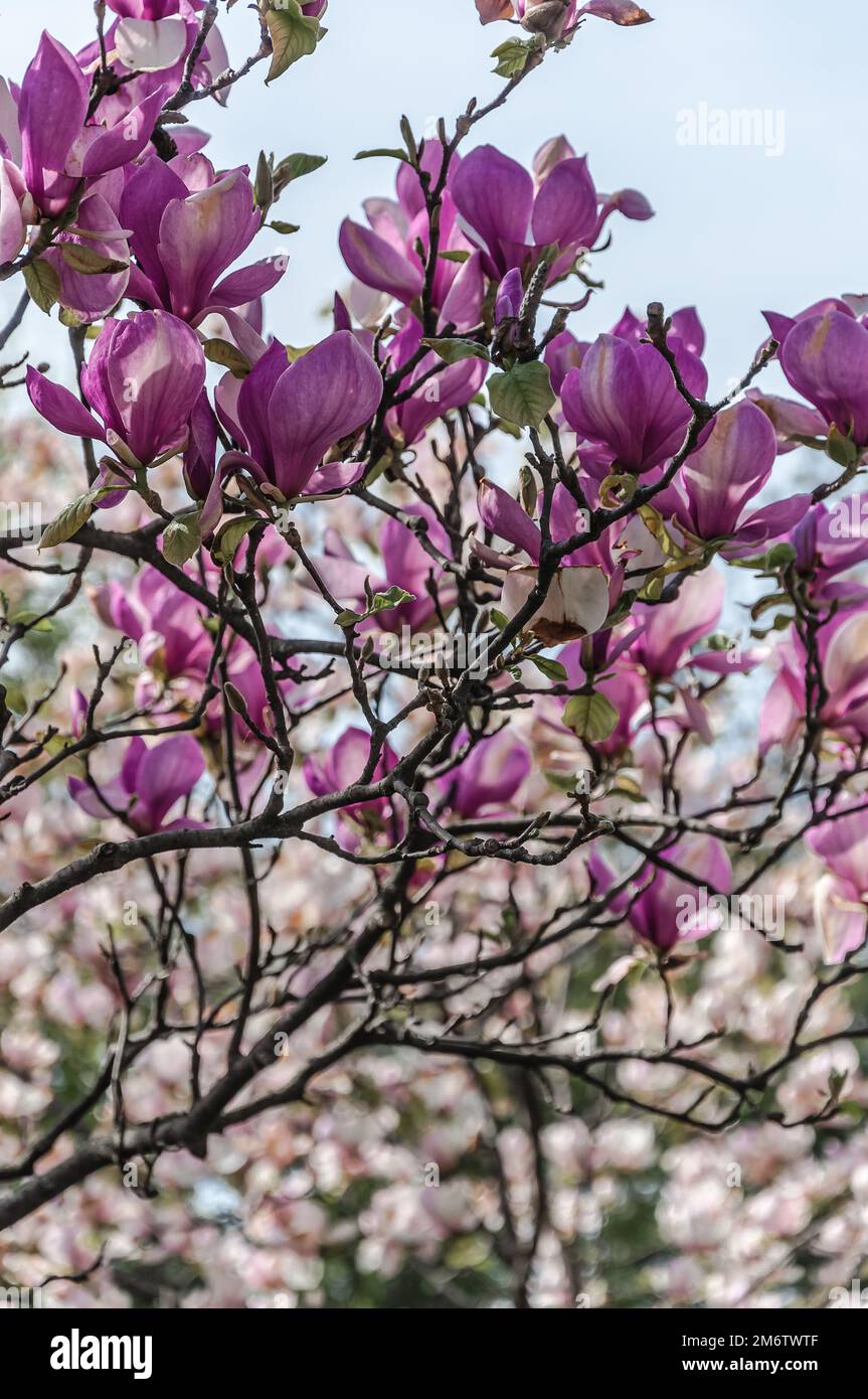 Arbusto de magnolia fotografías e imágenes de alta resolución - Alamy