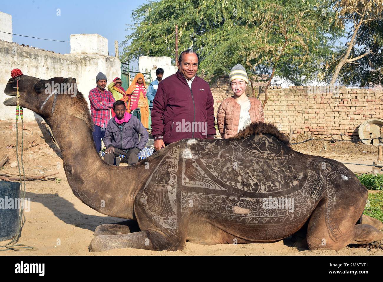 Bikaner, India. 05th de enero de 2023. El estilista convertido en artista  Megumi Takeichi de Japón corta patrones recortando el pelo de un camello,  antes del Bikaner Camel Festival 2023. (Foto de