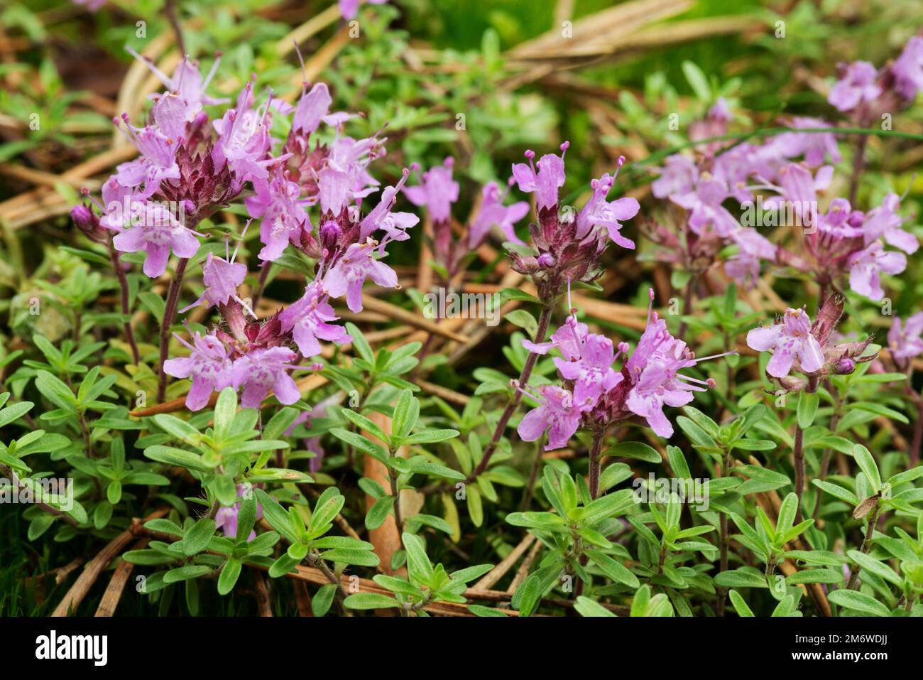 Flor de una pequeña planta útil tomillo silvestre (Thymus serpyllum) Foto de stock