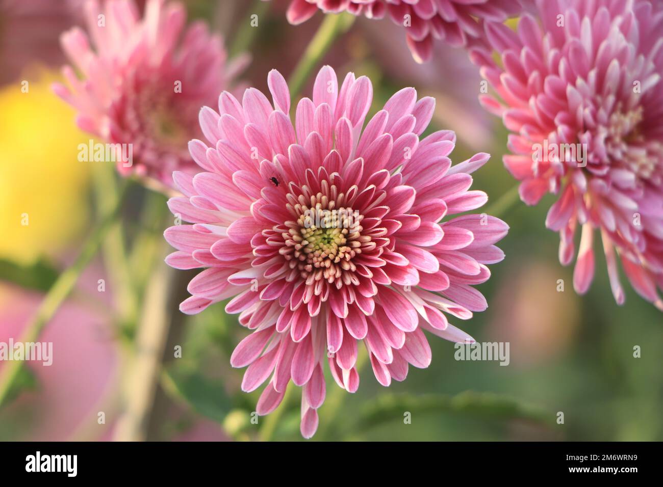 Flores de crisantemo rosa closeup en jardín Fotografía de stock - Alamy