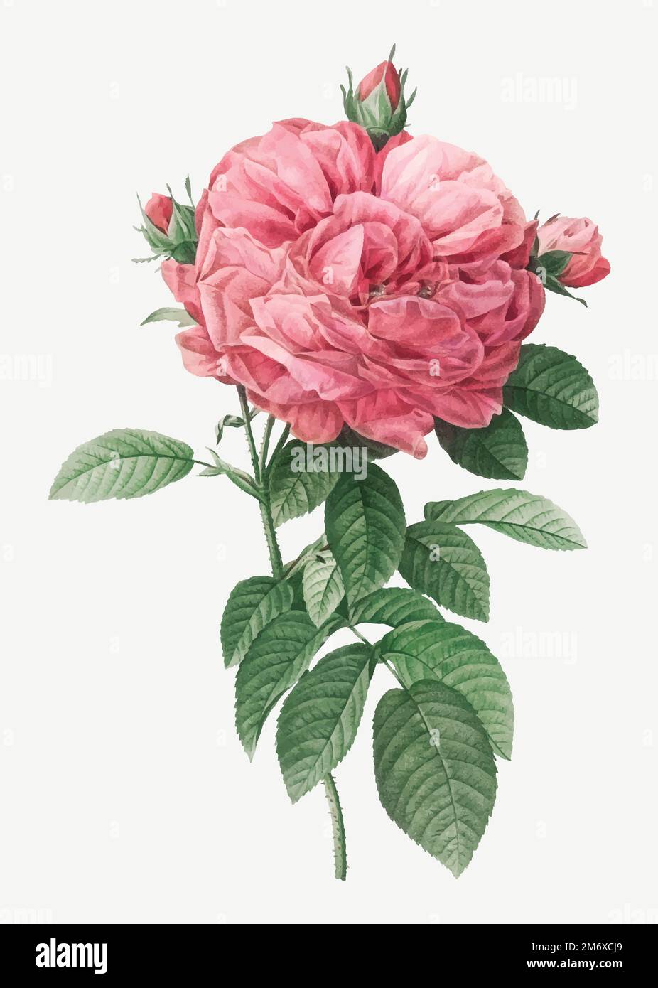 Flor de rosas francesa gigante, también conocida como rosal de Provins con flor  gigante (Rosa gallica flore giganteo) de Les Roses (1817–1824) por  Pierre-Joseph Imagen Vector de stock - Alamy