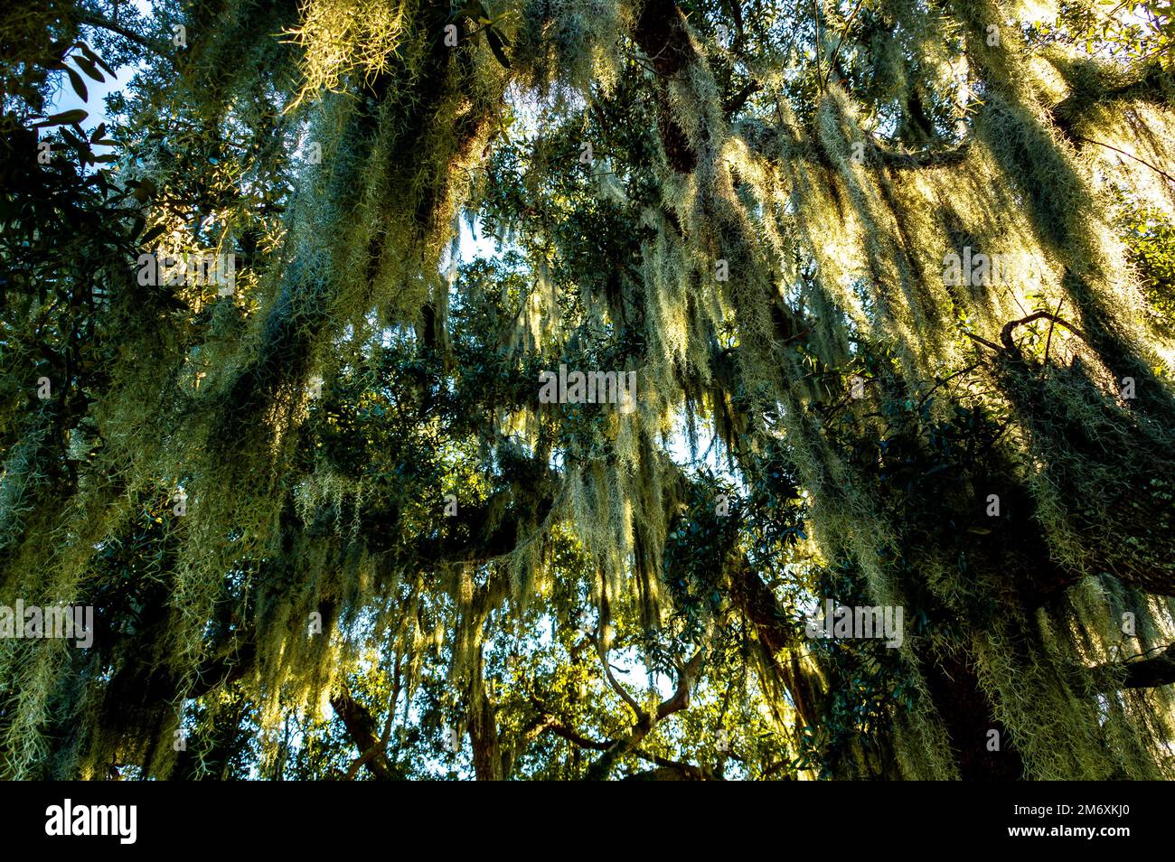 tiro de bajo árboles verdes con ramas colgantes Fotografía de stock - Alamy