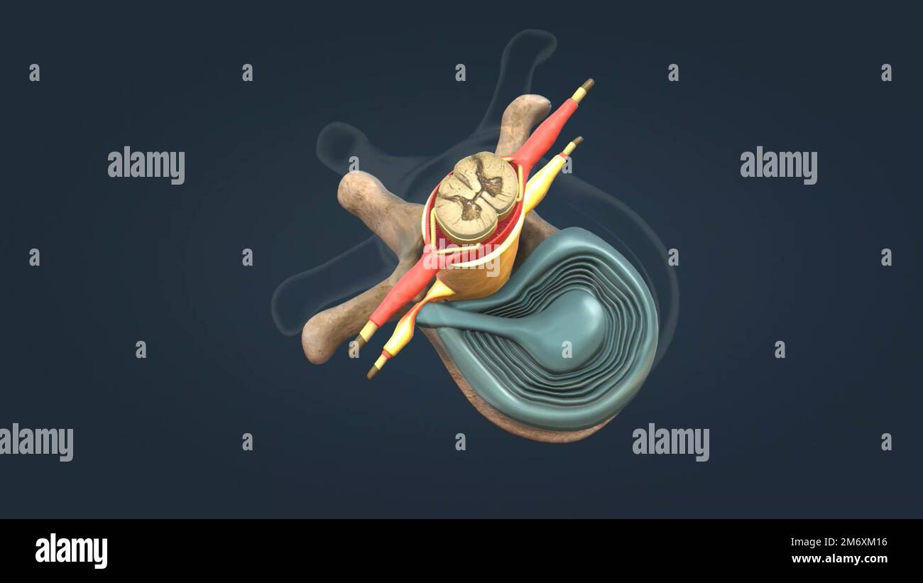 El nervio espinal es un nervio mixto que transporta señales motoras
