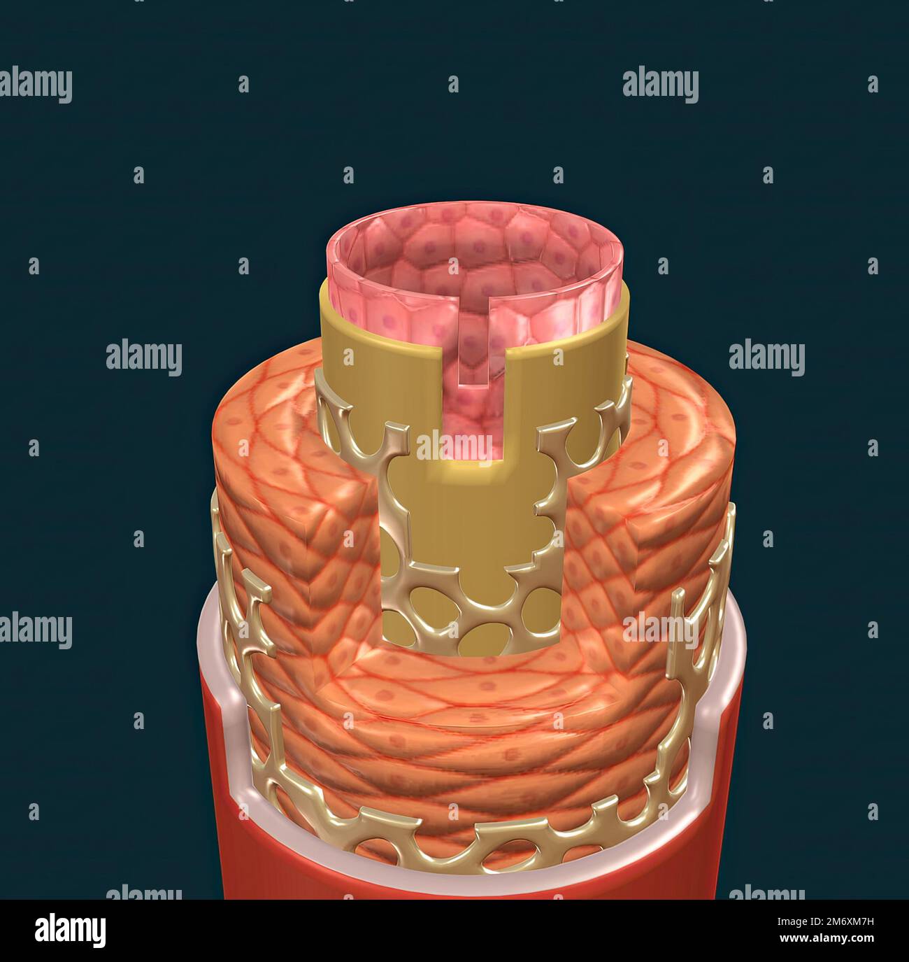 Las paredes de la mayoría de los vasos sanguíneos tienen tres capas