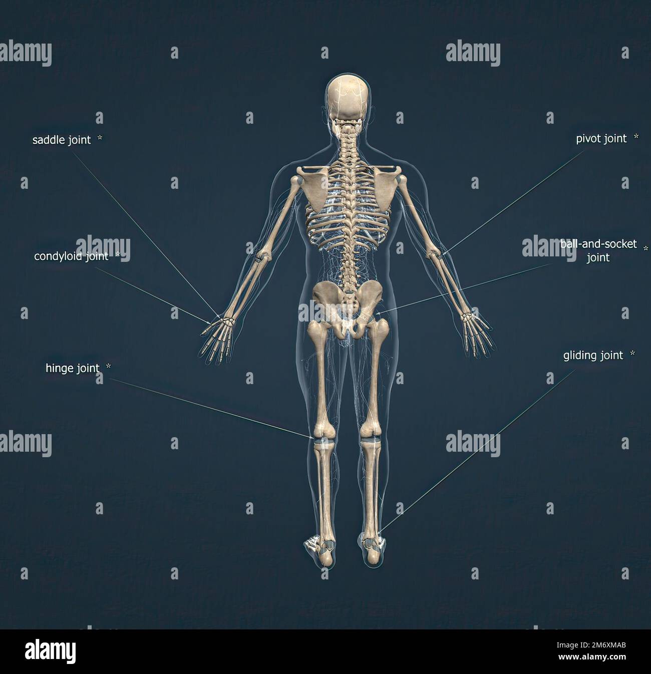 Articulaciones del cuerpo fotografías e imágenes de alta resolución - Alamy