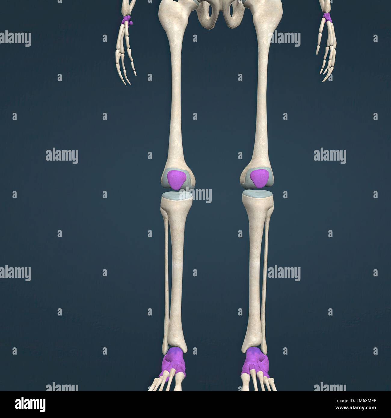 Articulacion del pie fotografías e imágenes de alta resolución - Alamy