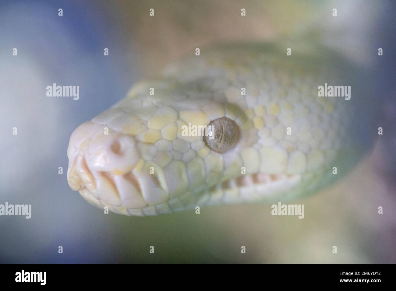 Retrato de la cabeza de Albino Darwin Alfombra Python (Morelia spilota variegata) Foto de stock