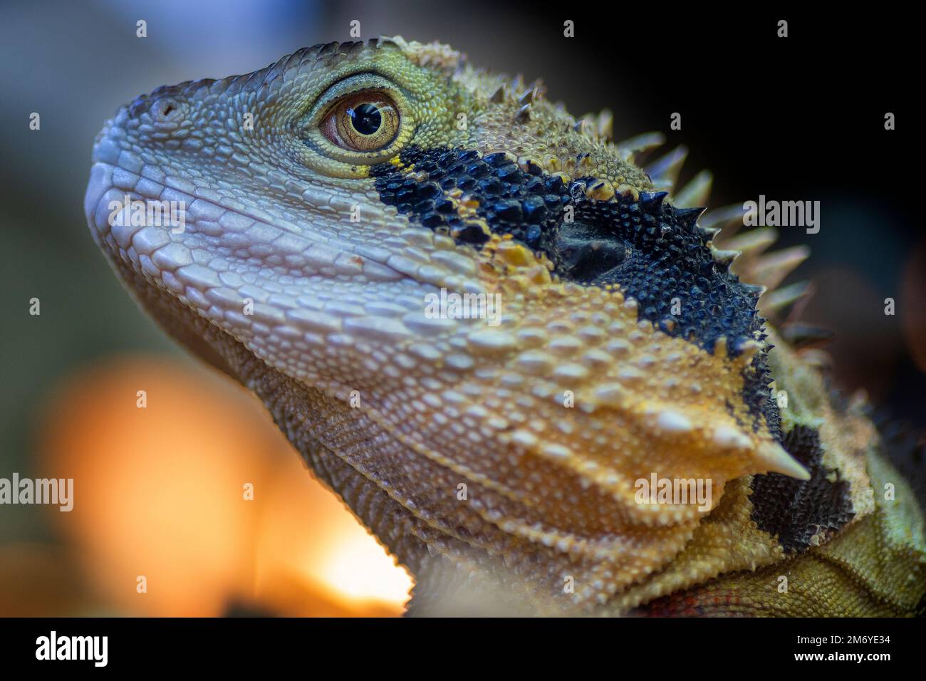 Retrato de cerca de la cabeza del dragón de agua oriental adulto (intellagama lesueurii). Foto de stock