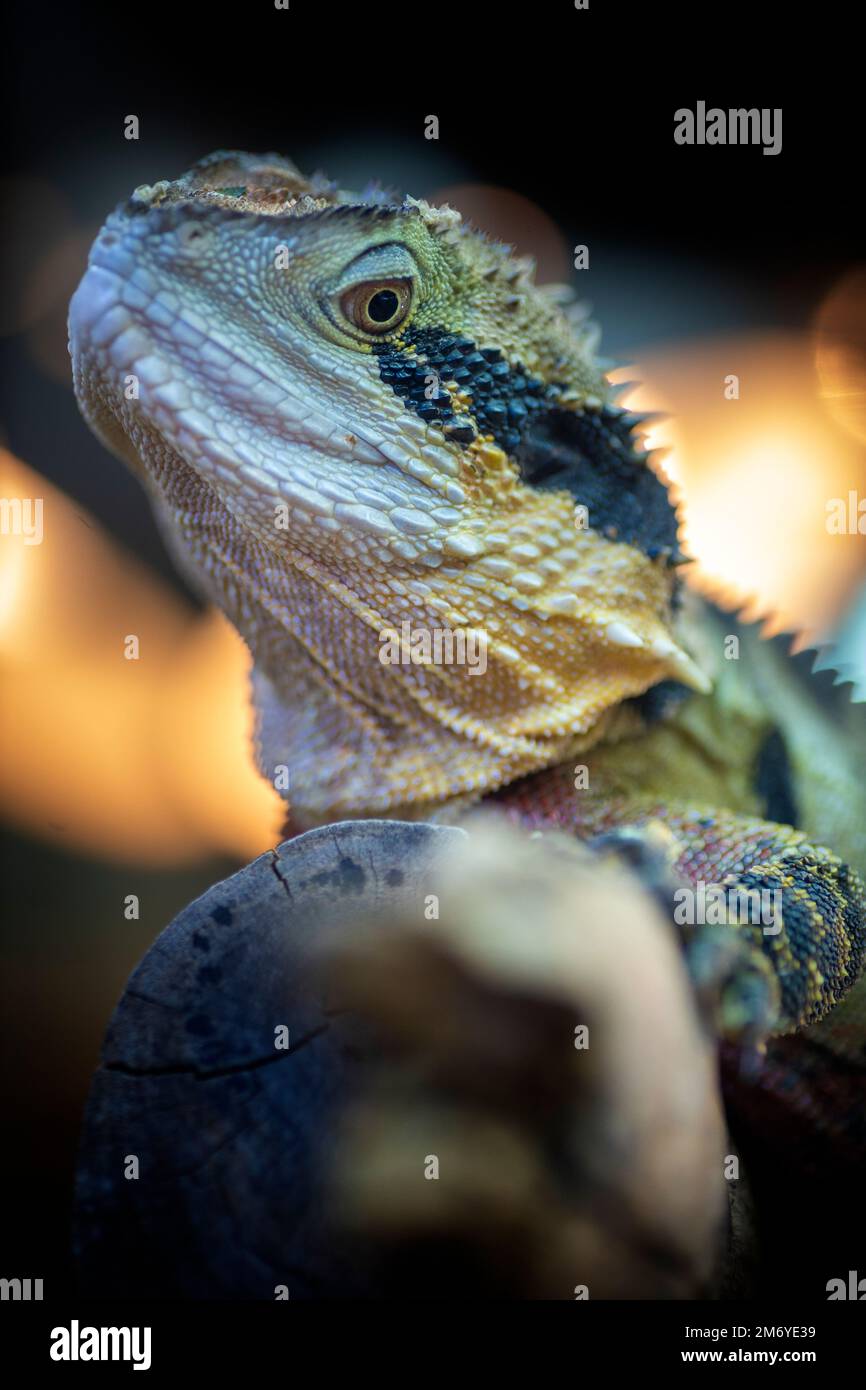 Close up retrato del dragón de agua oriental adulto (intellagama lesueurii) sentado en el registro. Foto de stock