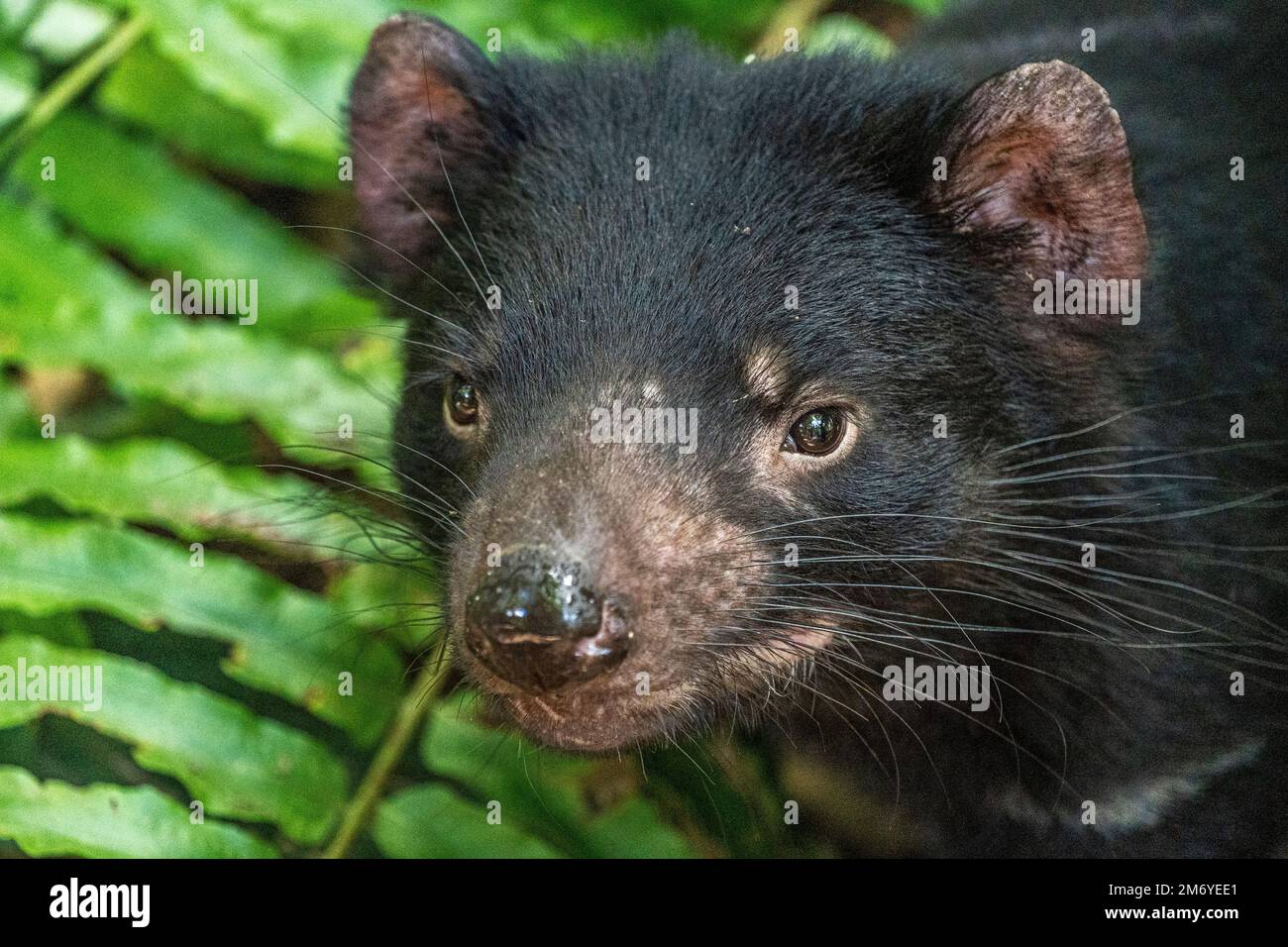 Cerca de la cara del Diablo de Tasmania (Sarcophilus harrisii) mirando hacia la cámara. Foto de stock