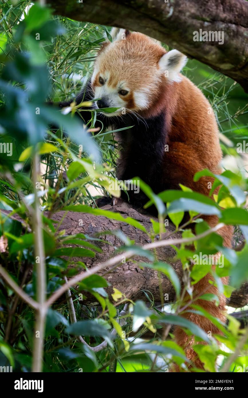 Panda roja (Ailurus fulgens) en árbol. Foto de stock
