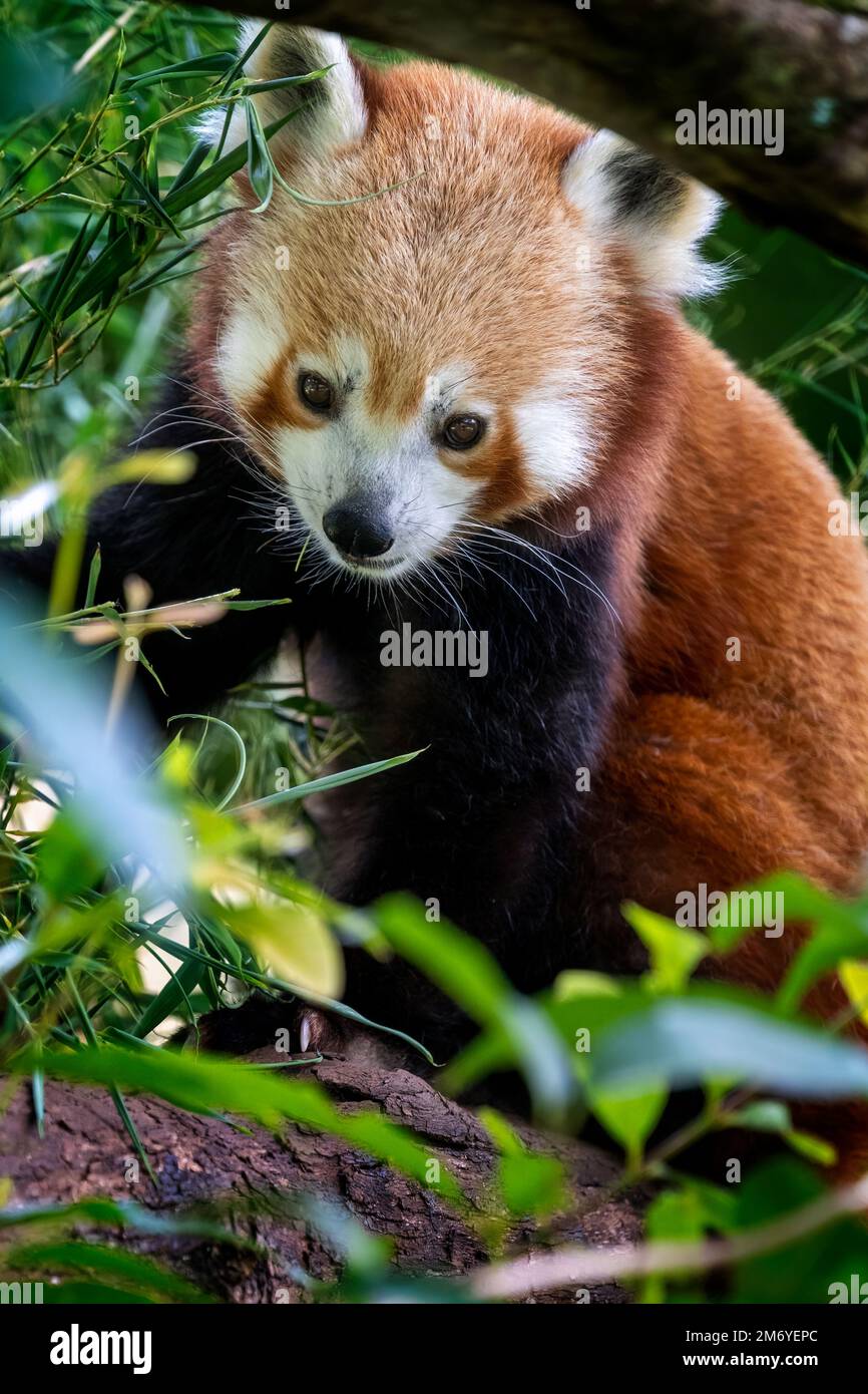 Panda roja (Ailurus fulgens) en árbol. Foto de stock