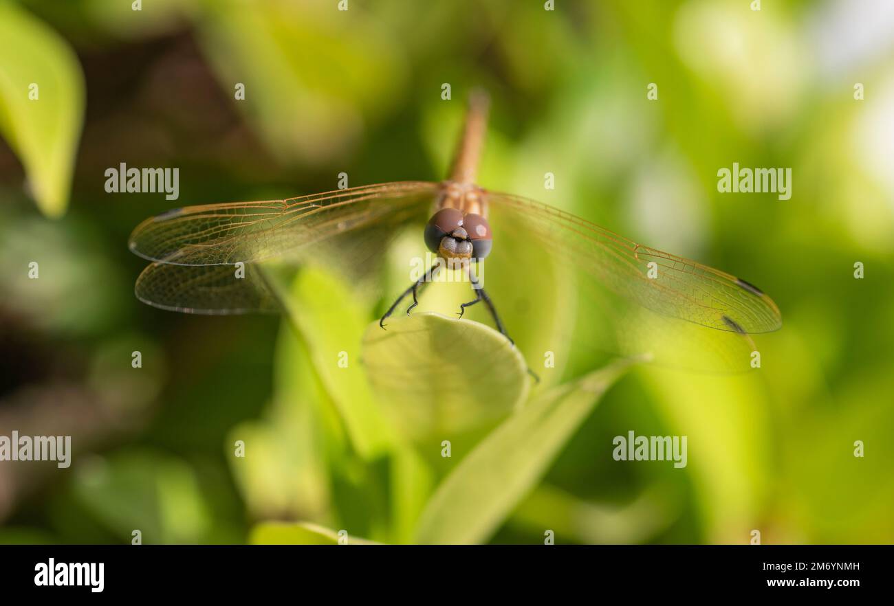 Primer plano macro detalle de libélula errante Pantala flavescens sobre tallo vegetal sobre hierba en jardín Foto de stock