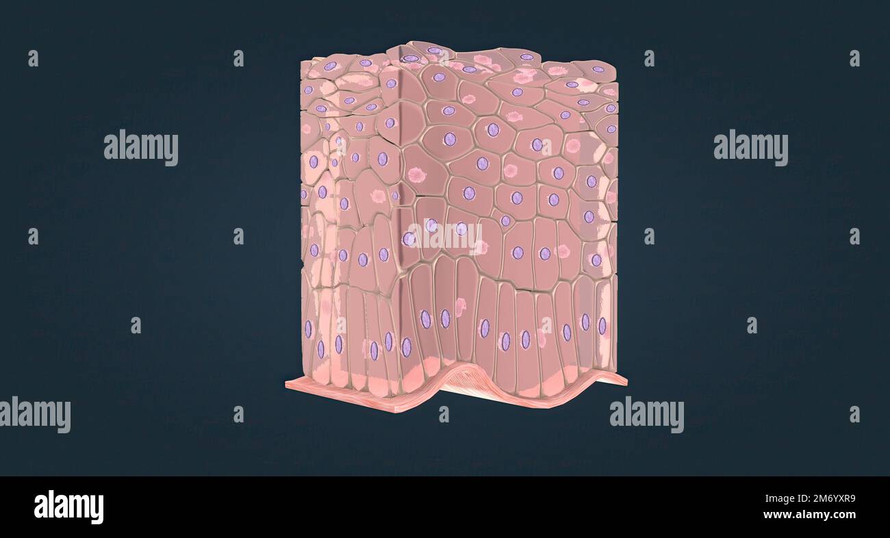 Un epitelio escamoso estratificado no queratinizado consiste en células  dispuestas en capas sobre una membrana basal. 3D ilustración Fotografía de  stock - Alamy