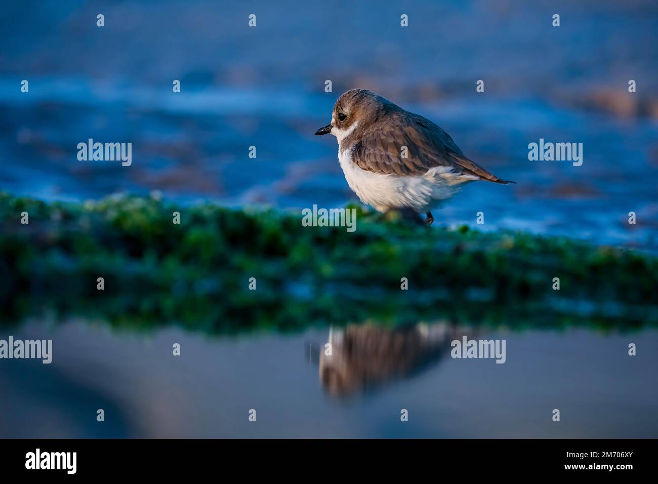 Hermoso soporte de pájaro blanco, gris, plover en la playa en fondo de naturaleza de color azul. pájaro en la naturaleza. Reflexión de aves en el agua. Ave migratoria. Foto de stock