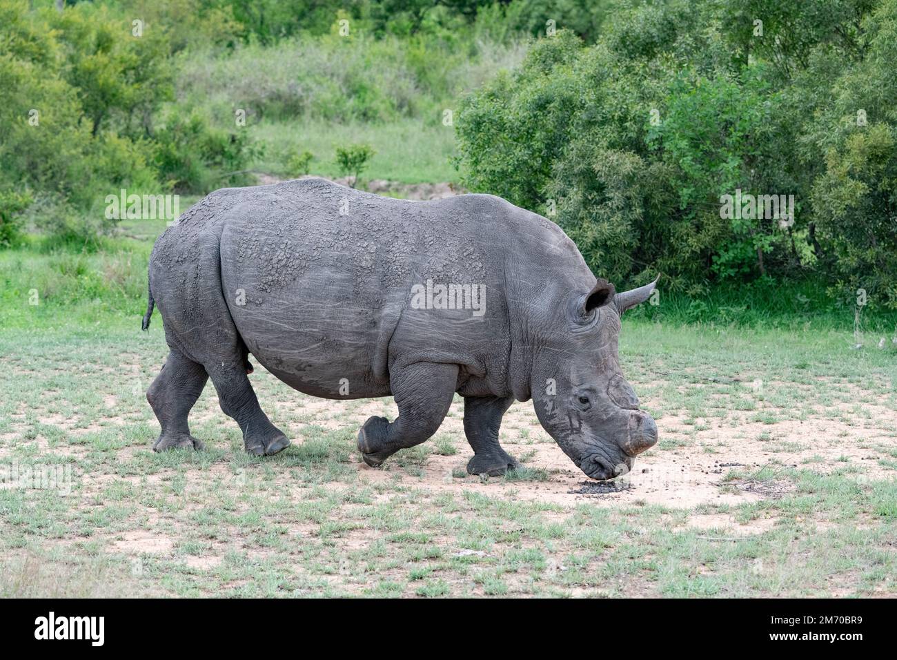 Rinoceronte único con su cuerno cortado en una parte polvorienta de la sabana en el Parque Nacional Kruger, Sudáfrica Foto de stock