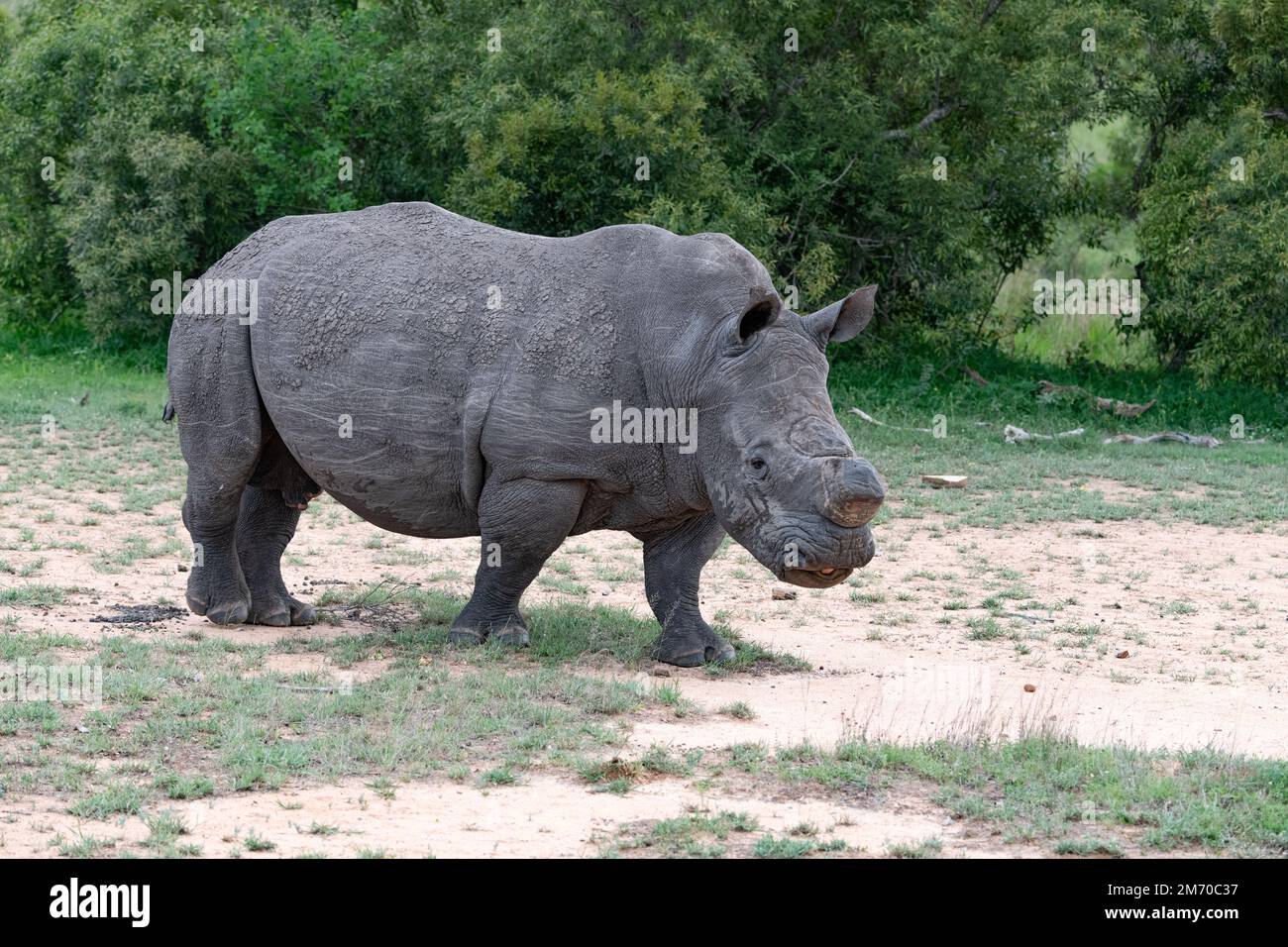 Rinoceronte único con su cuerno cortado en una parte polvorienta de la sabana en el Parque Nacional Kruger, Sudáfrica Foto de stock