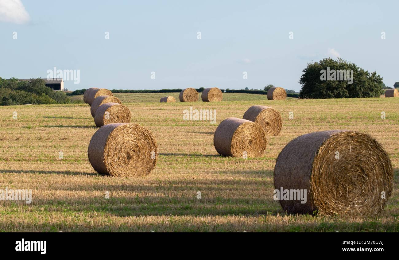Los fardos de paja apiladas en el campo Fotografía de stock - Alamy