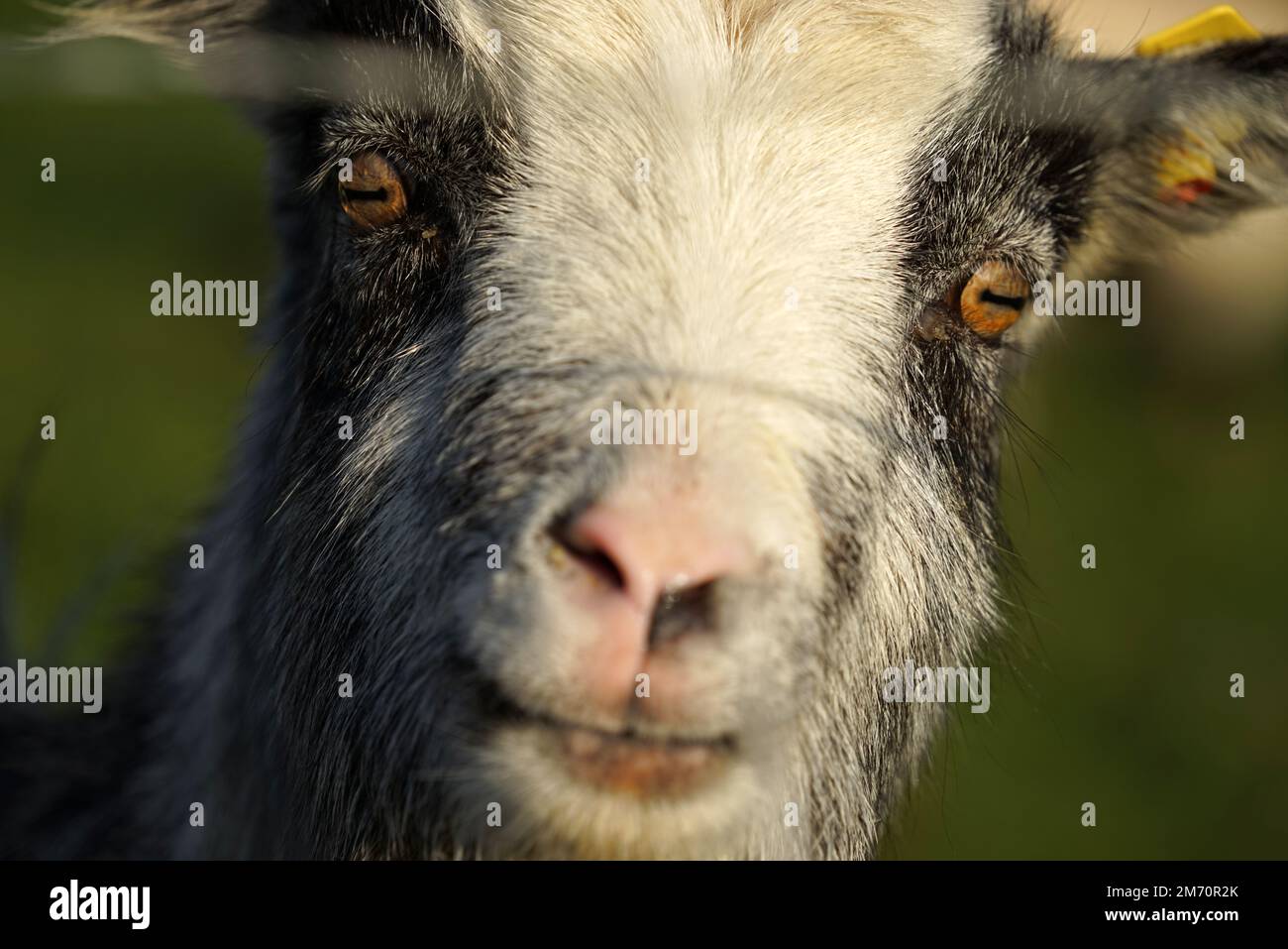 La cabra holandesa Landrace mira con curiosidad a la cámara. El cercado entre sí está borroso Foto de stock