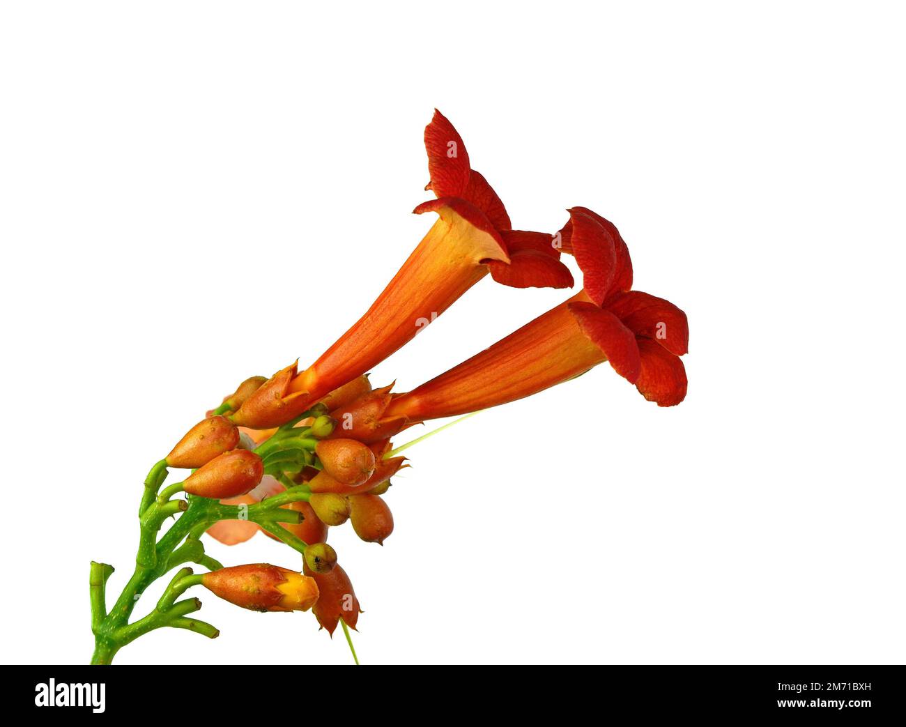 Flores de Campsis radicans (vid de trompeta o enredadera de trompeta) en la familia Bignoniaceae, también conocida como picazón de vaca o vid de colibrí, nativa del bosque en C Foto de stock