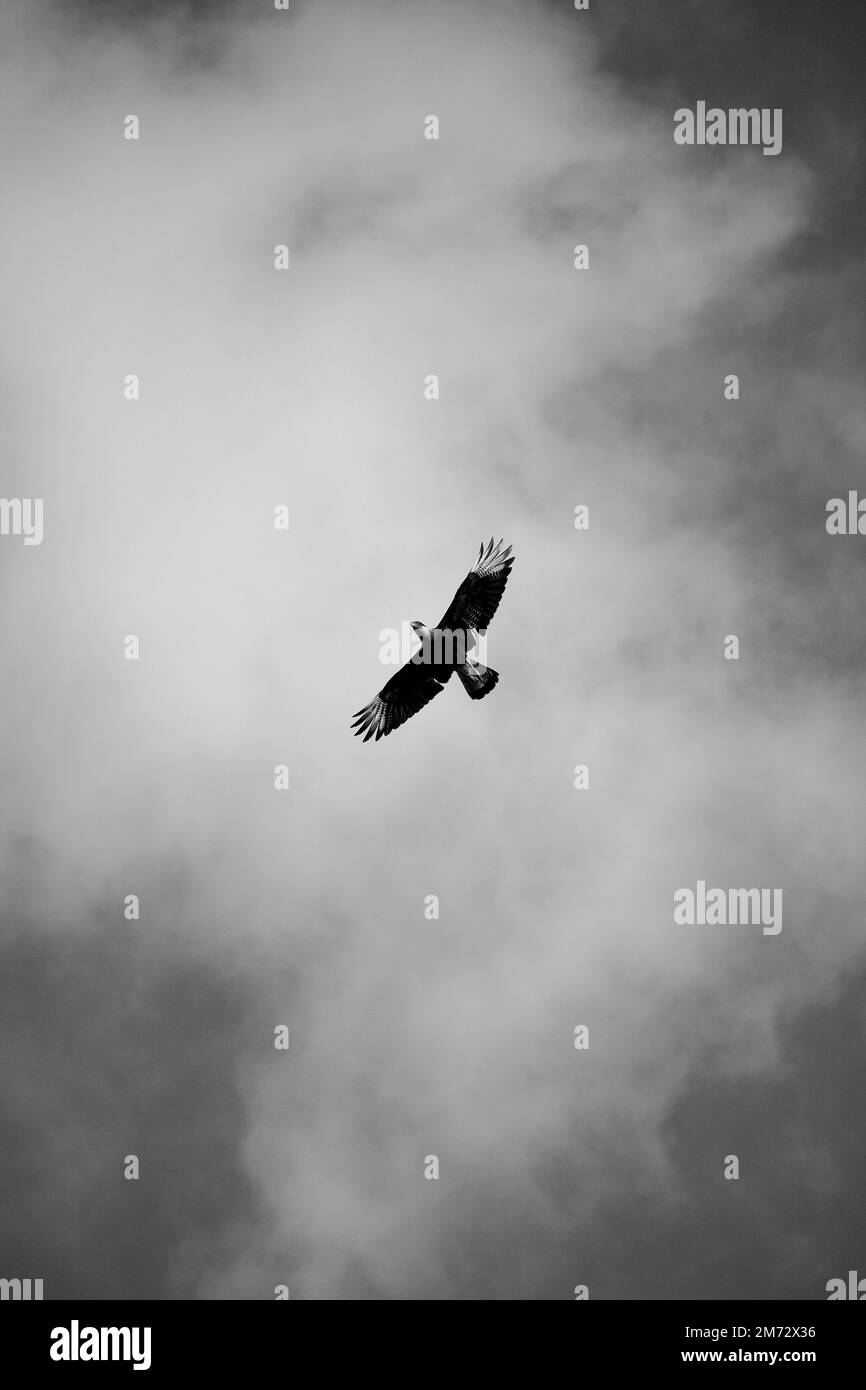 Hermoso pájaro volando contra un cielo con nubes en una demostración de cómo se ve la libertad. Foto de stock