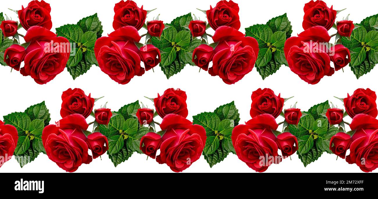 rosas rojas y hojas verdes de la hortensia, elemento inconsútil de la  composición, diseño floral del marco, bandera, invitación de la boda,  cartel, embalaje del producto, greeti Fotografía de stock - Alamy