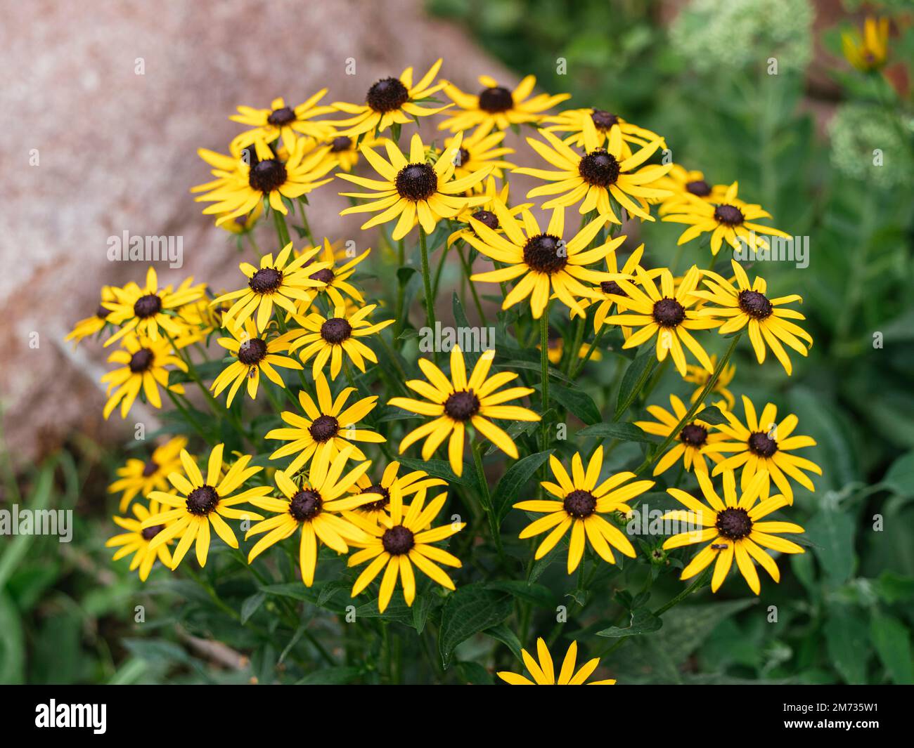 Grupo de flores de ojos negros Susan (Rudbeckia hirta). Foto de stock