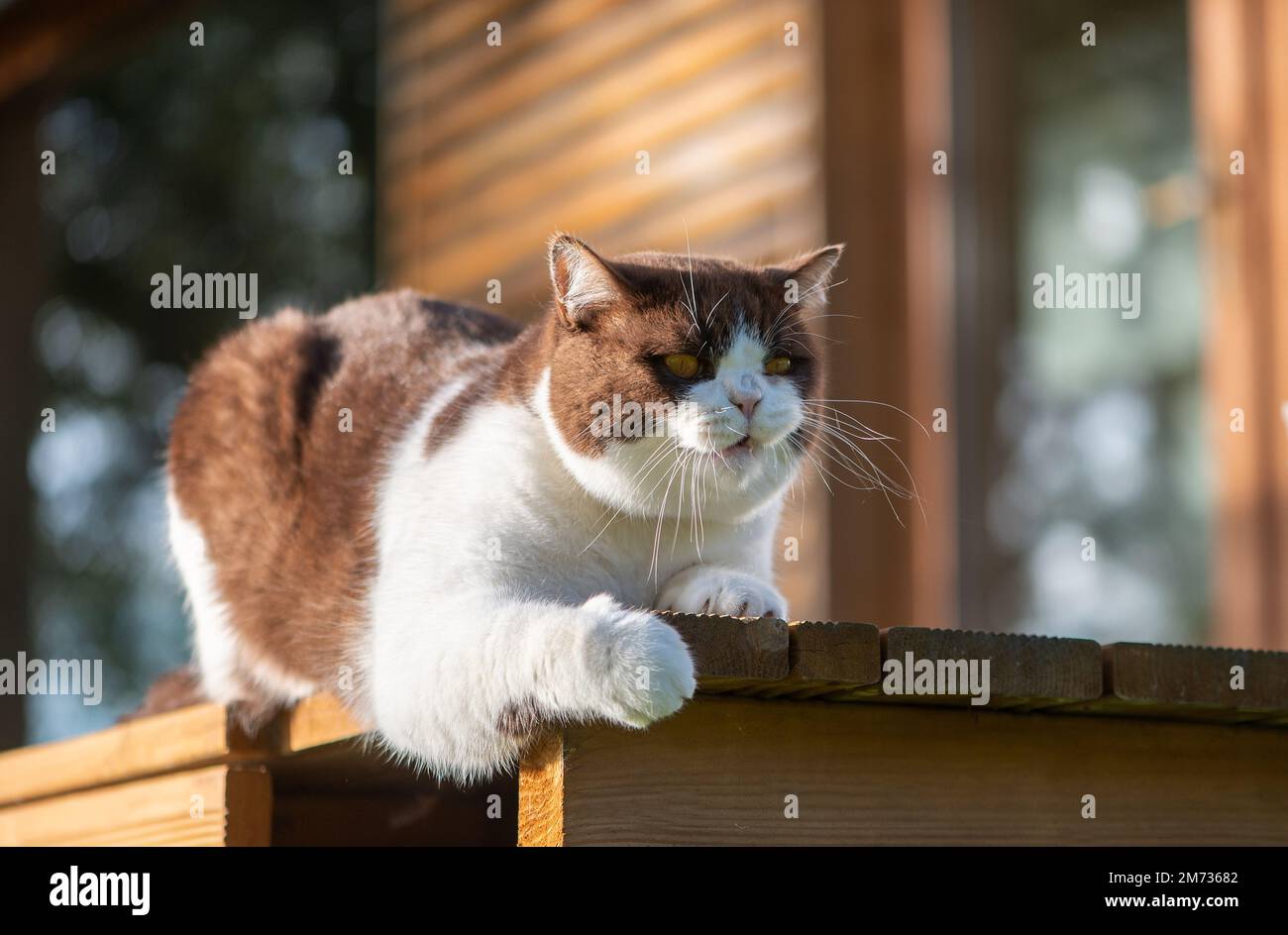 Divertido gato británico de pelo corto con ojos amarillos en la terraza de  madera casera Fotografía de stock - Alamy