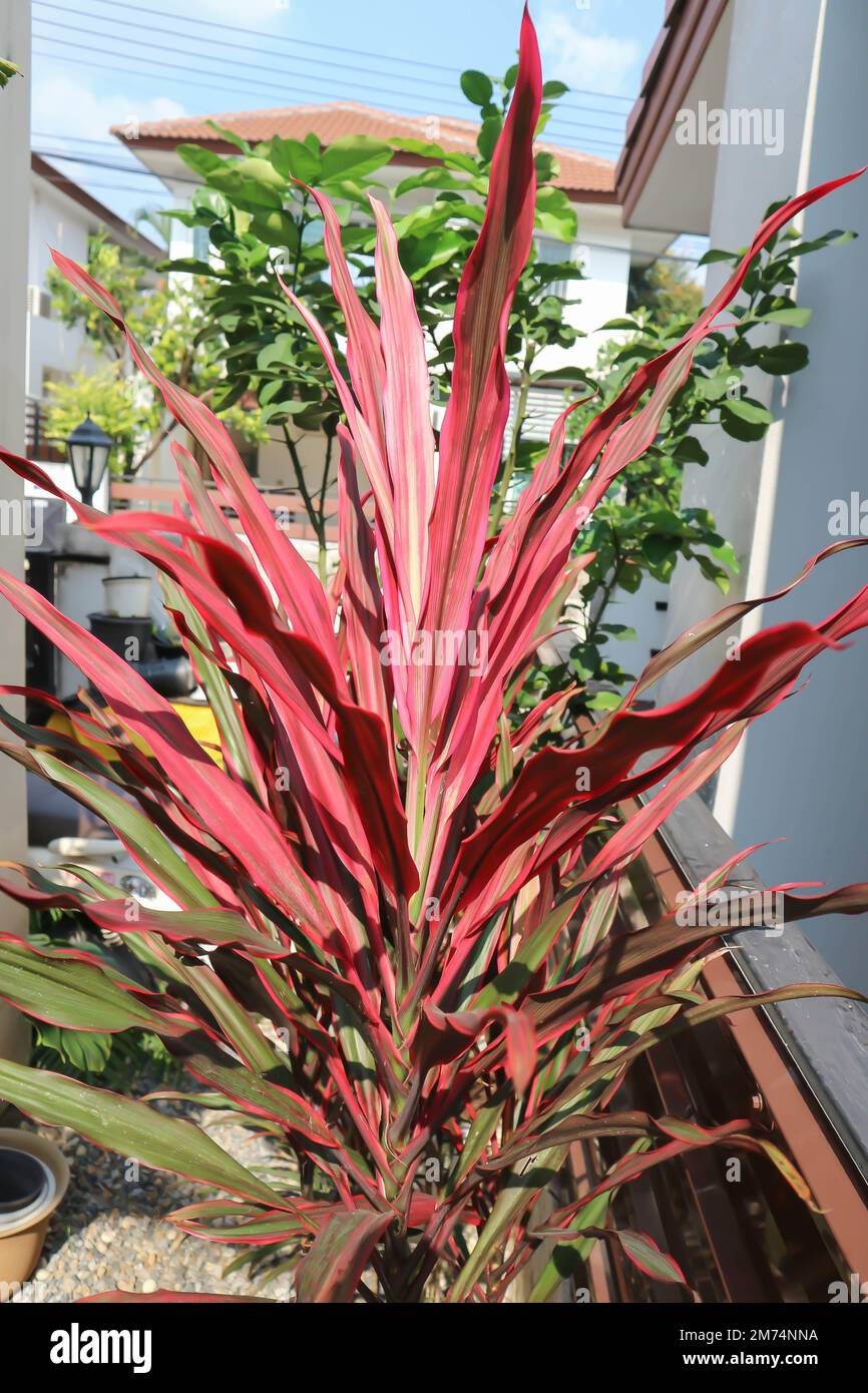 Hojas de cordyline coloridas, cordyline terminalis cv Aichiaka o Cordyline fruticosa planta Foto de stock