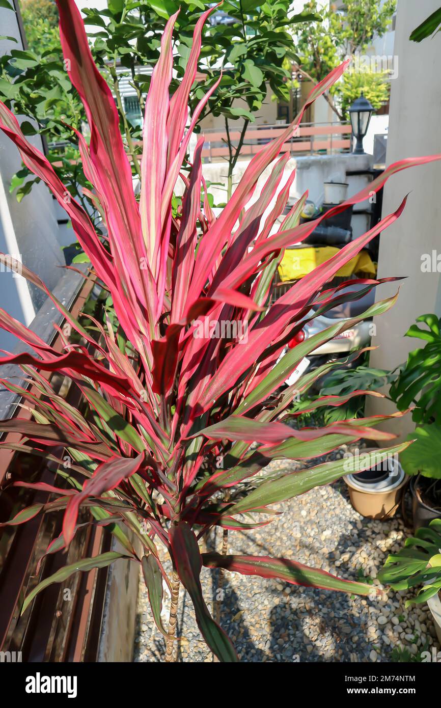 Hojas de cordyline coloridas, cordyline terminalis cv Aichiaka o Cordyline fruticosa planta Foto de stock