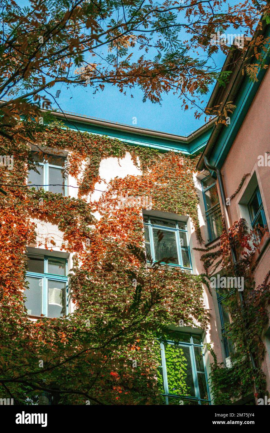 Representado es una pared de la casa en la ciudad de Berlín en la temporada de otoño. En esta pared está escalando la hiedra de colores. En primer plano se puede ver un árbol. Foto de stock