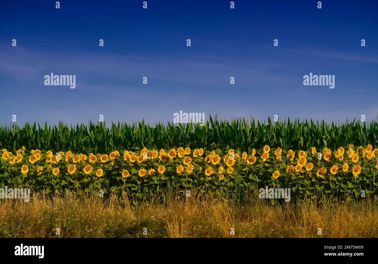 Tira de flores con girasol (Helianthus annuus) campo, campo de maíz, Fellbach, Baden-Wuerttemberg, Alemania Foto de stock
