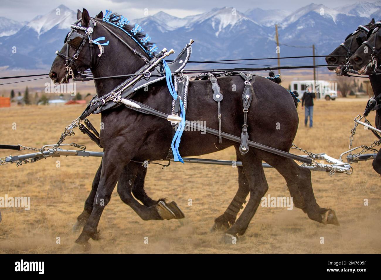 Caballos Percheron tirando de un carruaje en Colorado Foto de stock