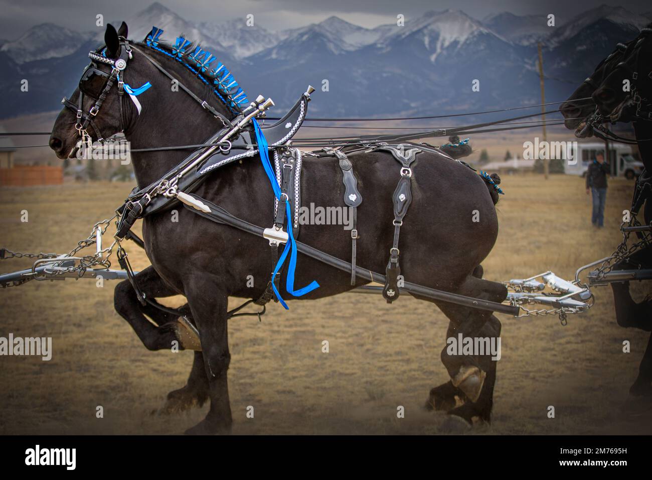 Caballos Percheron tirando de un carruaje en Colorado Foto de stock