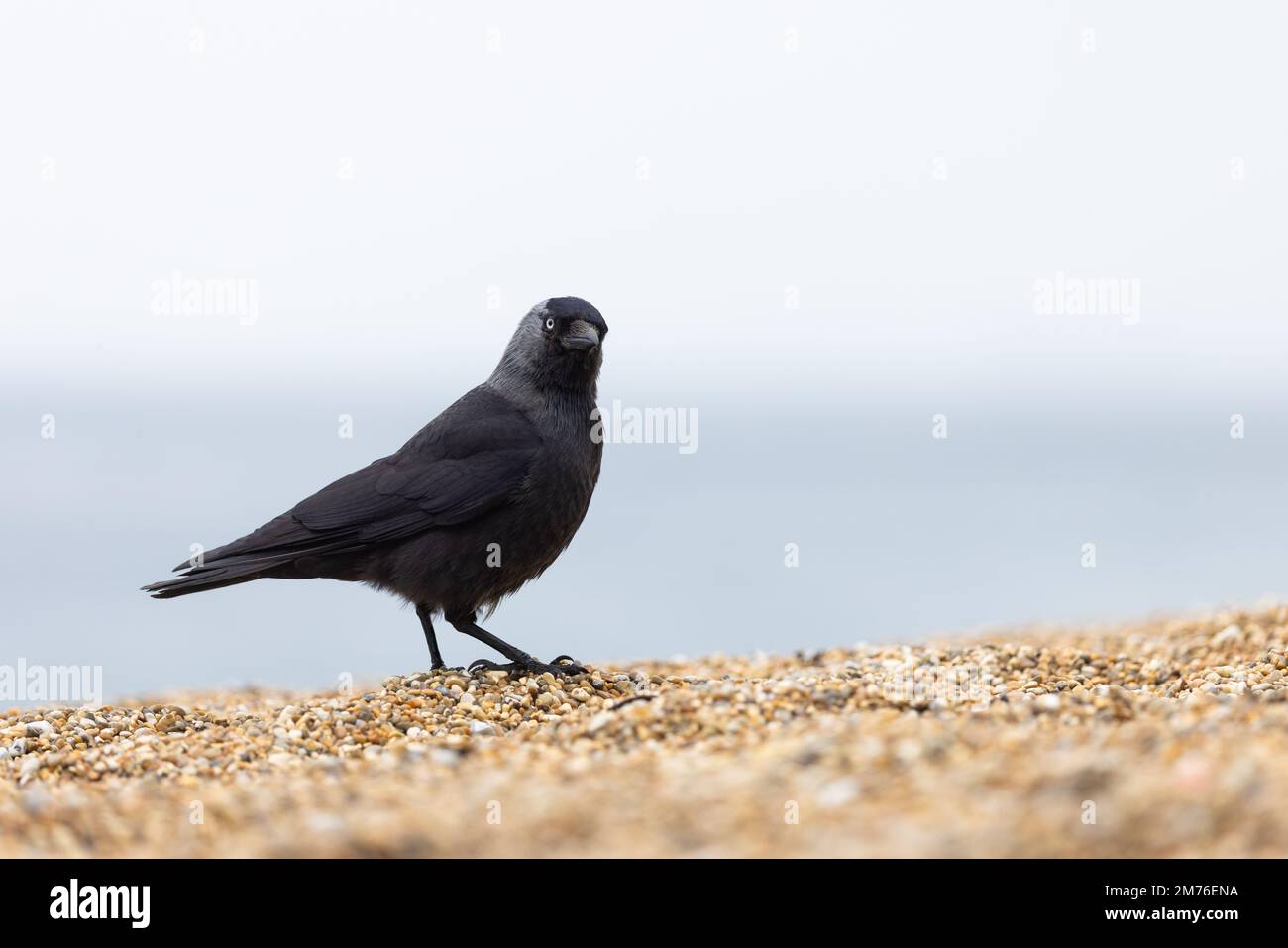 Jackdaw [ Corvus monedula ] en la playa de guijarros con poca profundidad de campo Foto de stock