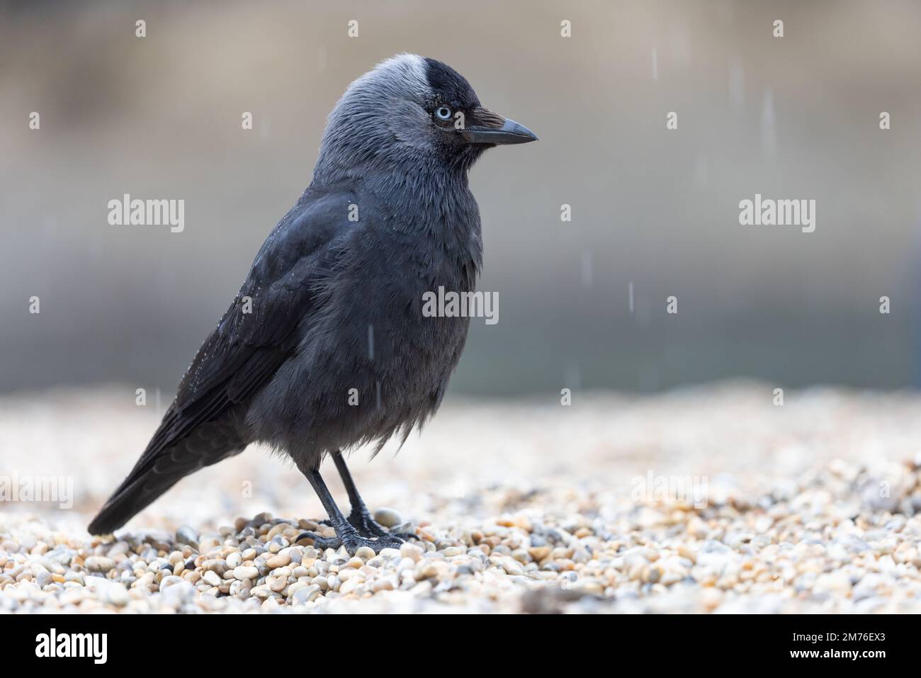 Jackdaw [ Corvus monedula ] en la playa de guijarros en la lluvia con poca profundidad de campo Foto de stock