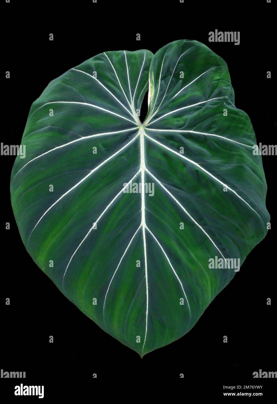 Alismatales - Araceae.Philodendron gloriosum.genus de planta con flores en la familia de Araceae. Planta terrestre rastreadora encontrada en Colombia.HBL20220424 Foto de stock
