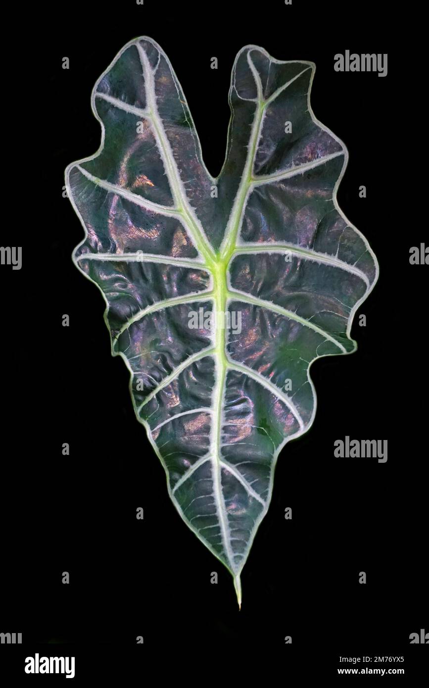 Alismatales - Araceae.Alocasia x mortfontanesis.André.Skeletplant.HBL20130705 Foto de stock