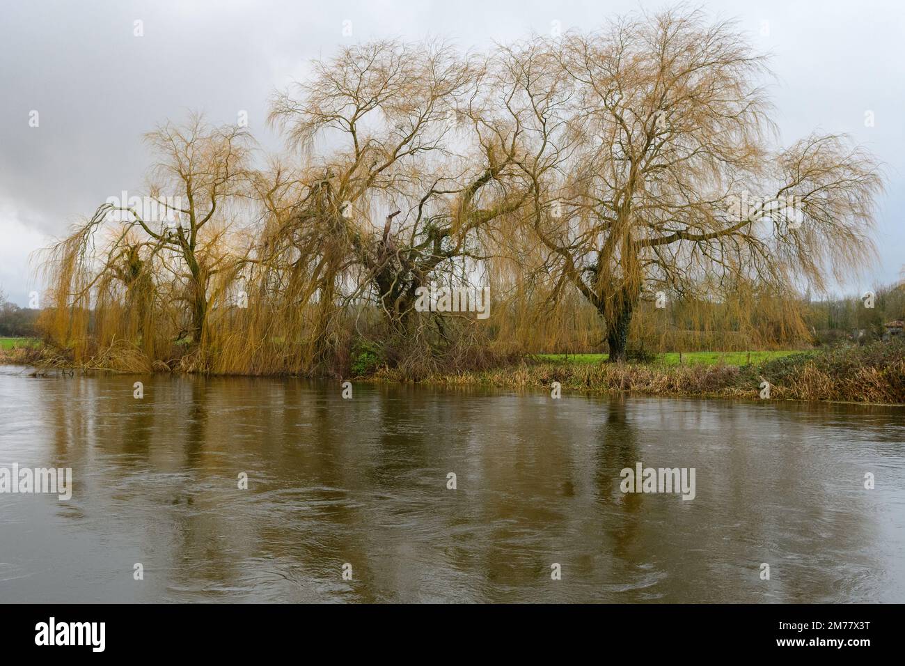 Tres sauces llorosos (Salix babylonica) en una orilla del río con reflejo en el agua Foto de stock