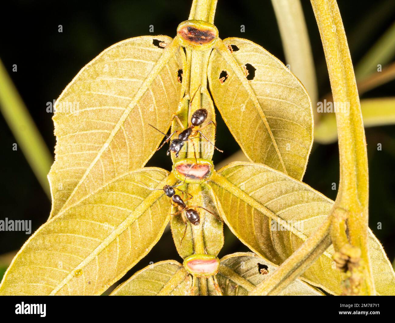 Hormigas bebiendo néctar de nectarios extra-florales en la hoja de un árbol Inga en la selva tropical, Ecuador Foto de stock