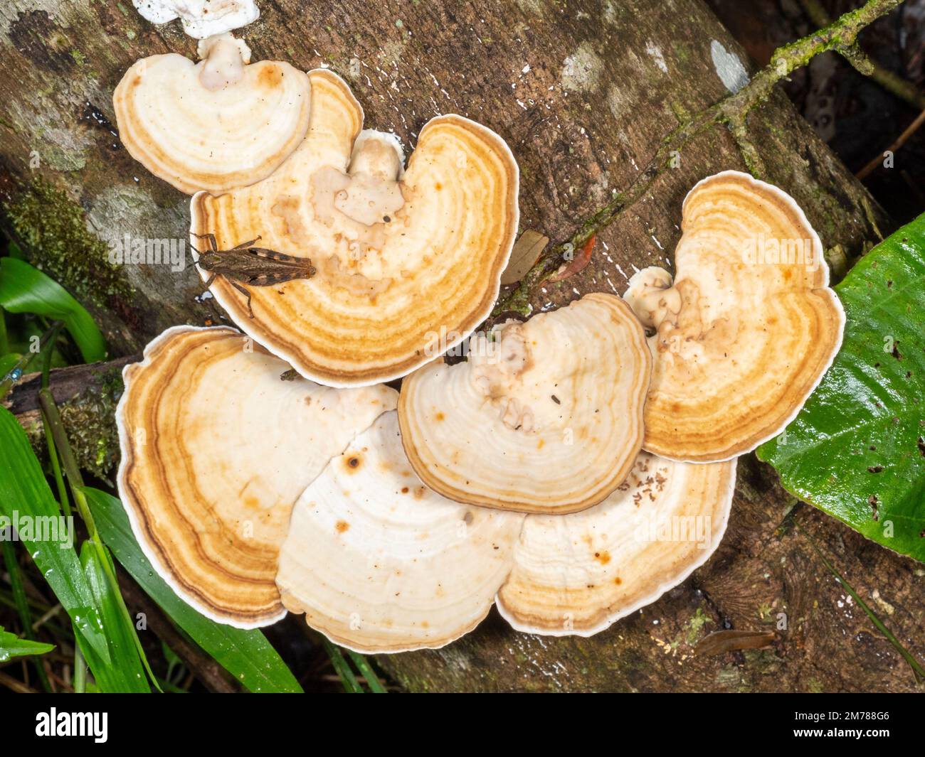 Hongos de corchete que crecen en un tronco podrido en la selva tropical, provincia de Orellana, Ecuador Foto de stock