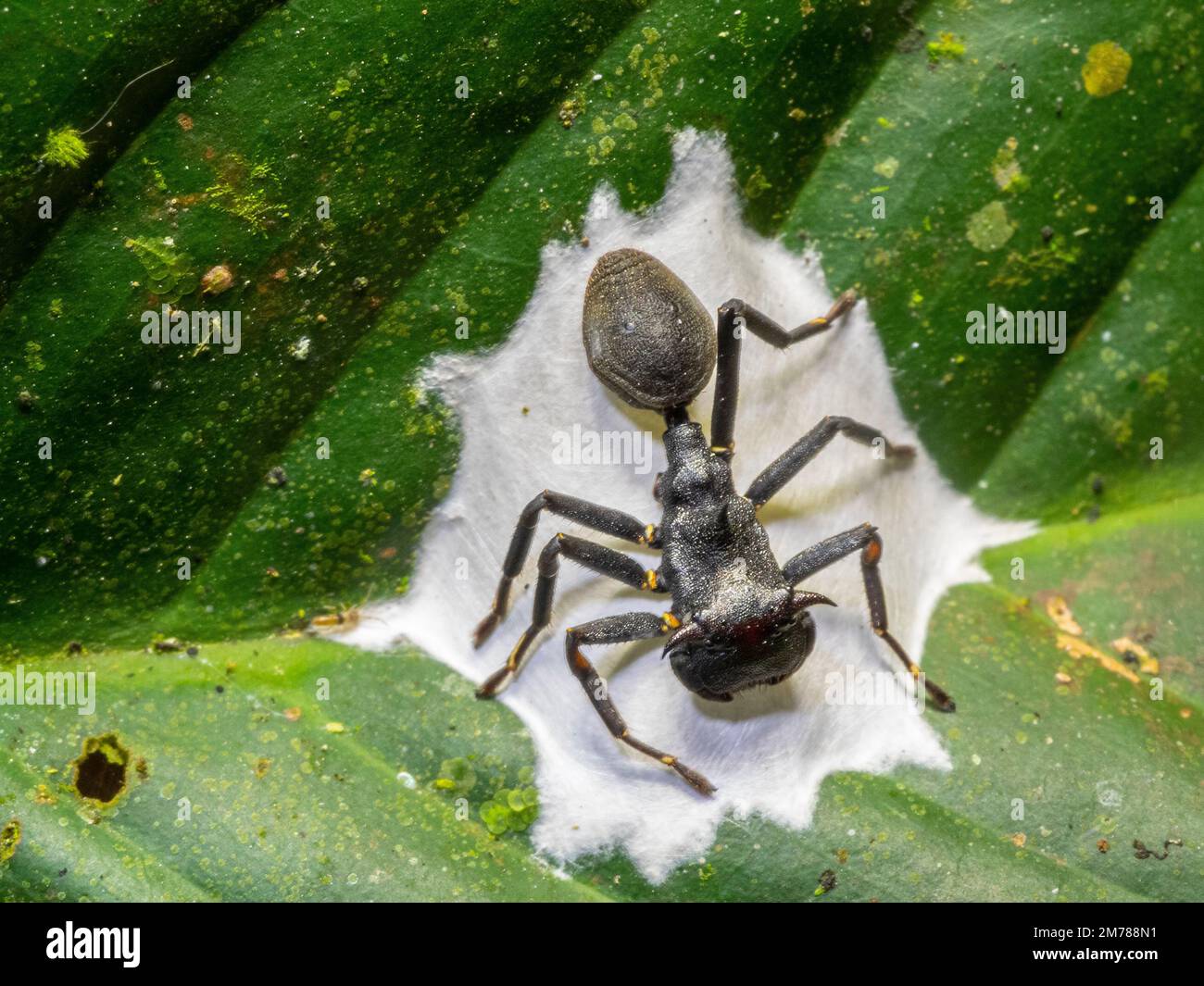 Araña ANT mimic (Apantochilus sp.) Custodiando sus huevos en la selva tropical, provincia de Orellana, Ecuador. Imitación de una hormiga tortuga, cephalotes sp. Foto de stock