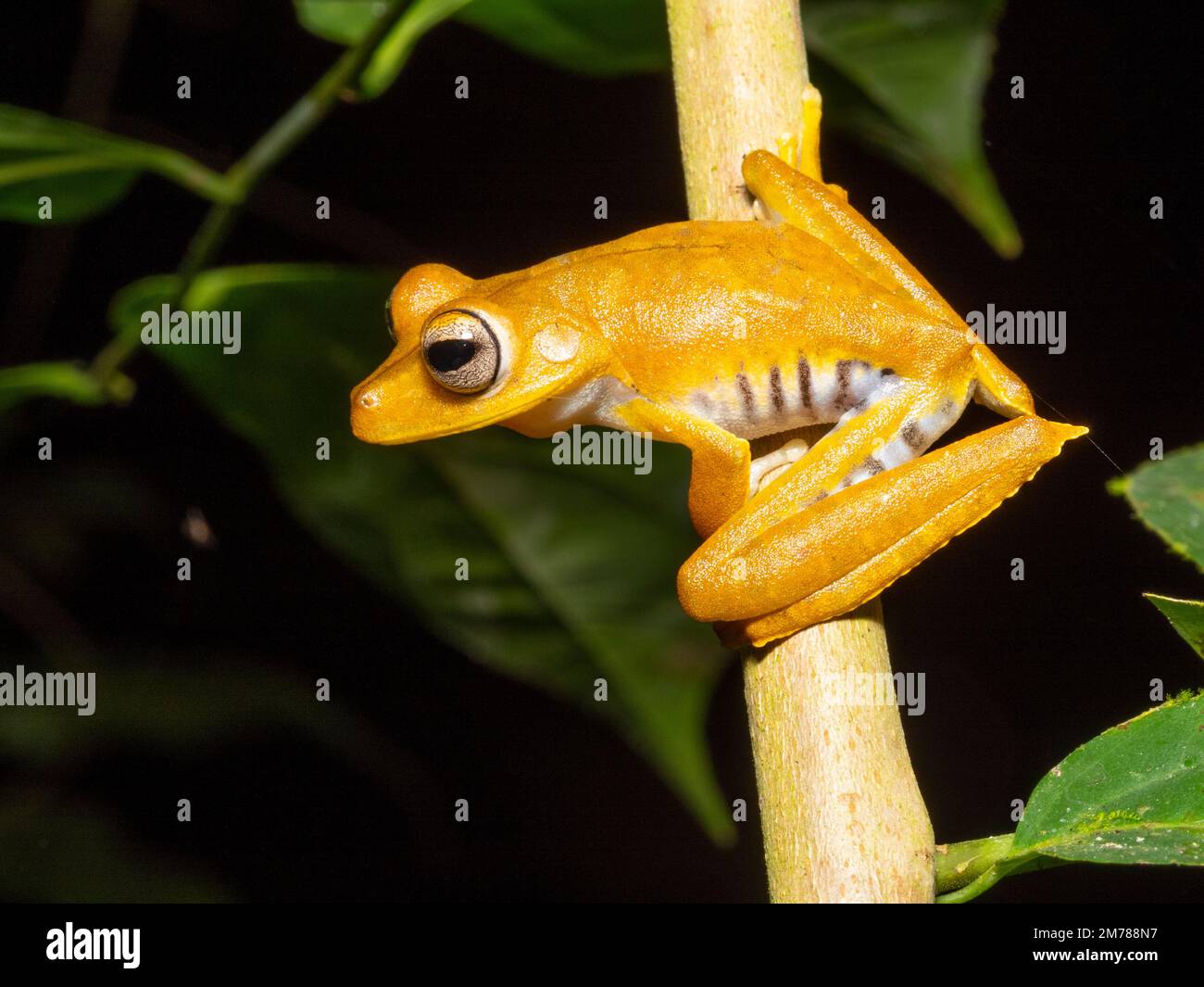 Convicto Treefrog (Boana calcarata) en una rama en el sotobosque de la selva tropical, provincia de Orellana, Ecuador Foto de stock