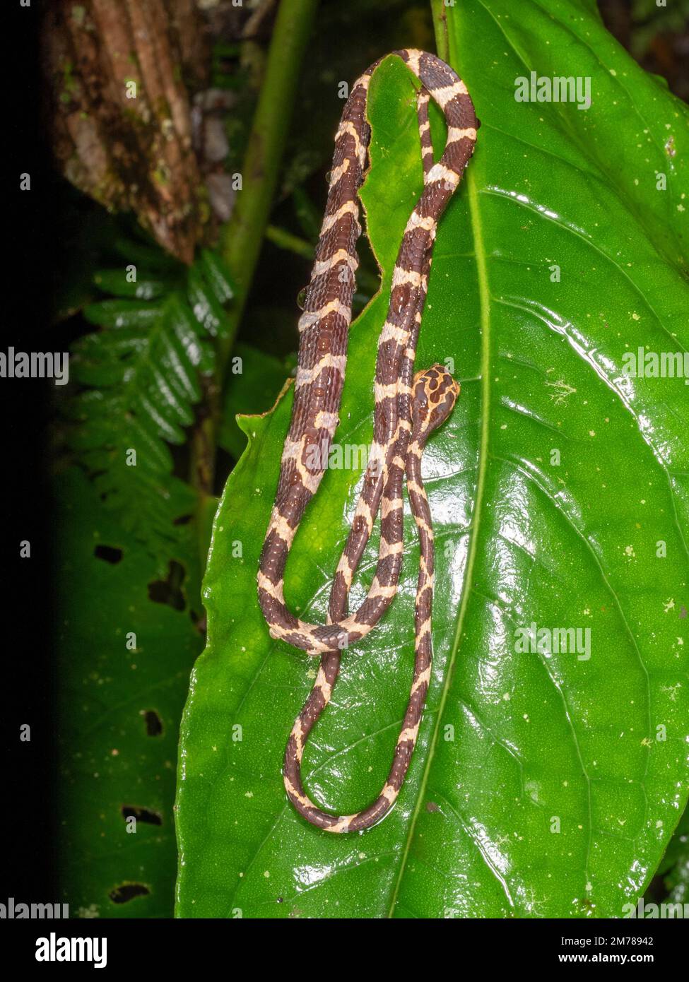 Serpiente de cabeza roma (Imantodes cenchoa), descansando sobre una hoja de bosque lluvioso con abdomen distendido después de una comida, provincia de Orellana, Ecuador Foto de stock