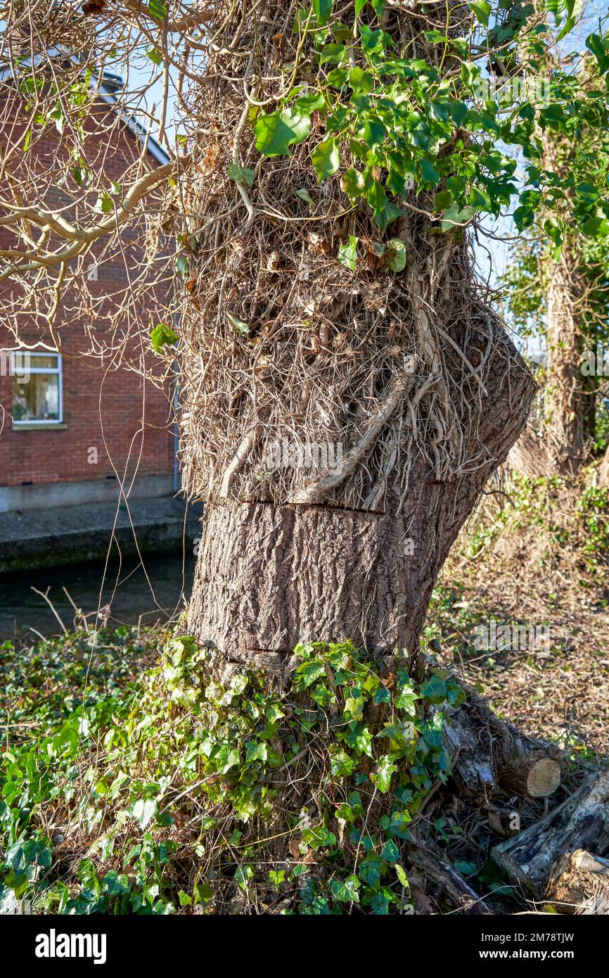 Sección de hiedra cortada del tronco del árbol para evitar que se extienda Foto de stock