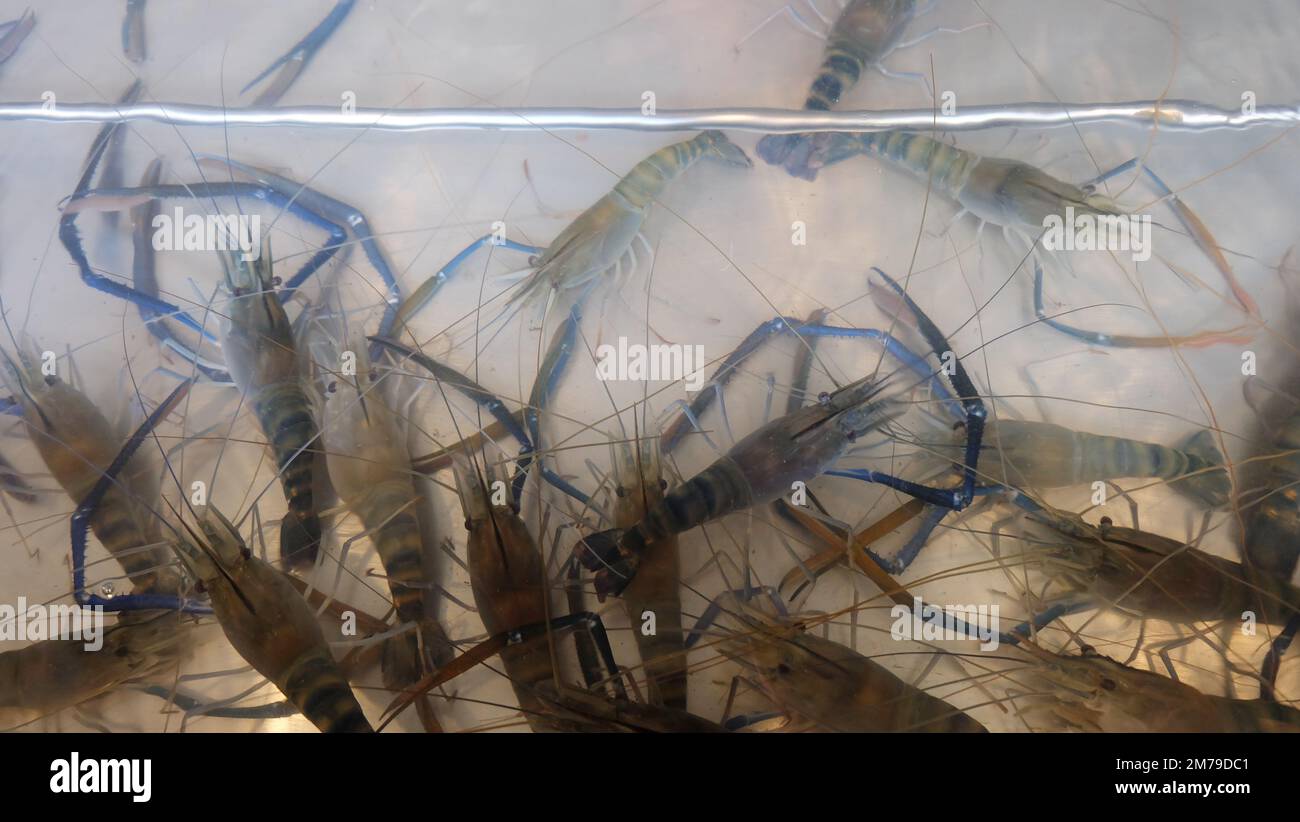 Un tanque poco profundo con langostinos vivos de agua dulce