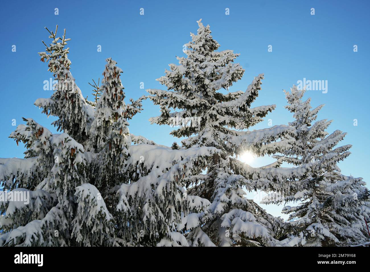 Bosque de montaña con abetos cubiertos de nieve. Hermosa escena al aire libre de los Alpes de Piamonte. Belleza del concepto de fondo de la naturaleza. Foto de stock
