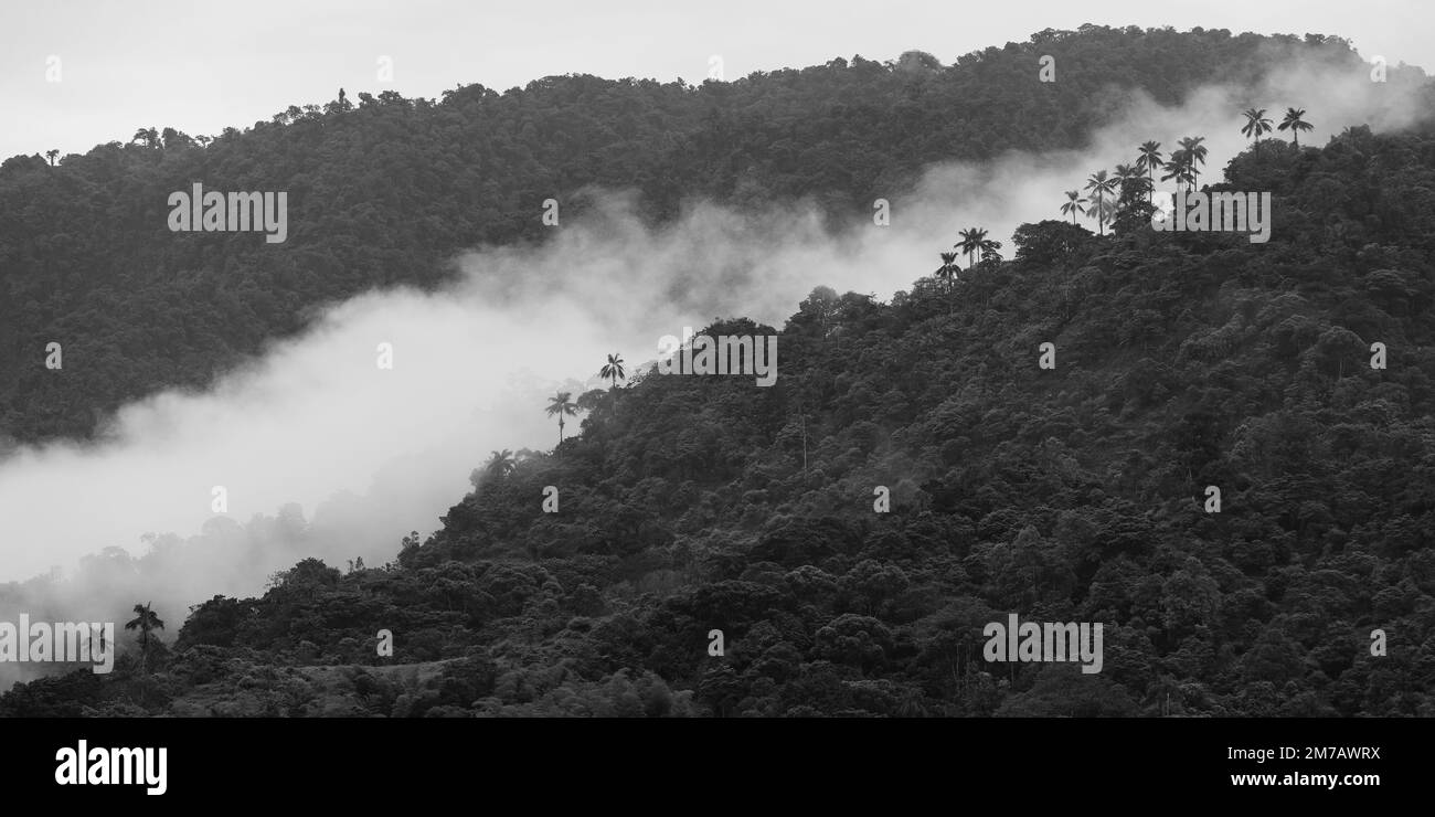 Panorama de bosque nuboso en blanco y negro, Mindo, región de Quito, Ecuador. Foto de stock