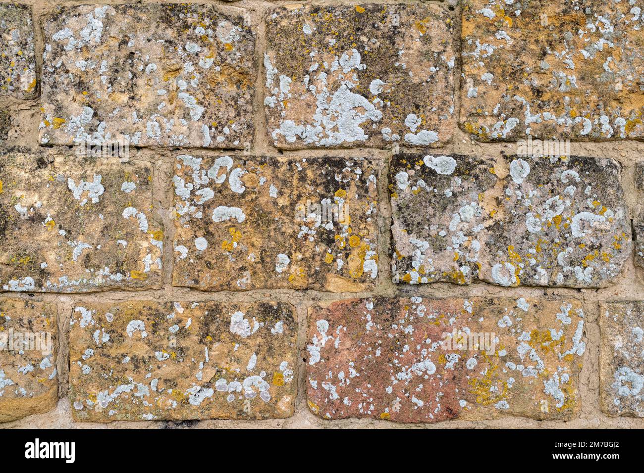 Pared de piedra de Cotswold cubierta de liquen. Cotswolds, Inglaterra Foto de stock