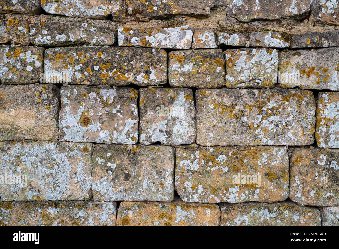 Pared de piedra seca de cotswold y liquen. Cotswolds, Inglaterra Foto de stock